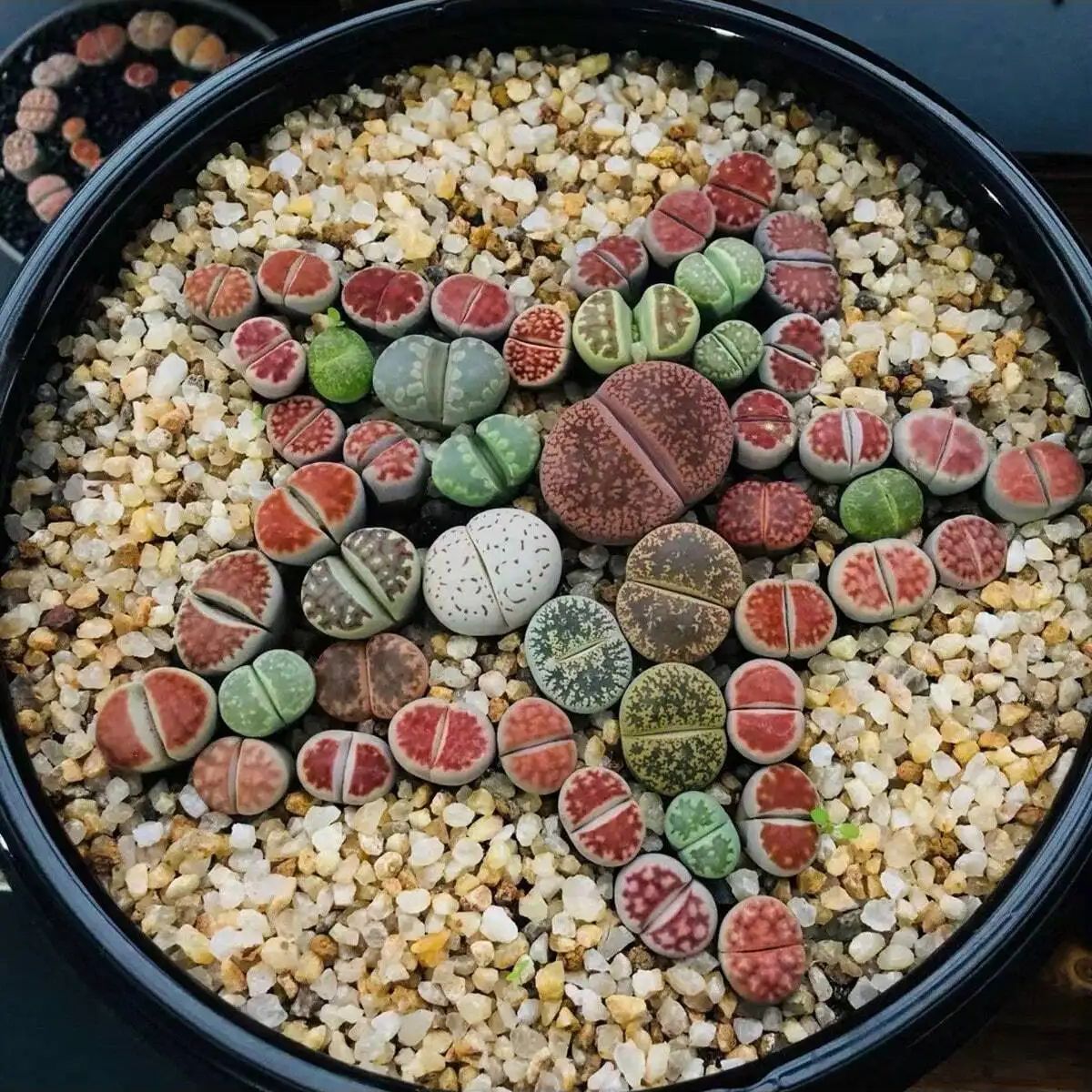1 قطعة-250 جرام بلورات الطبيعي - مراجعة Planted Aquarium With Gravel وسعره