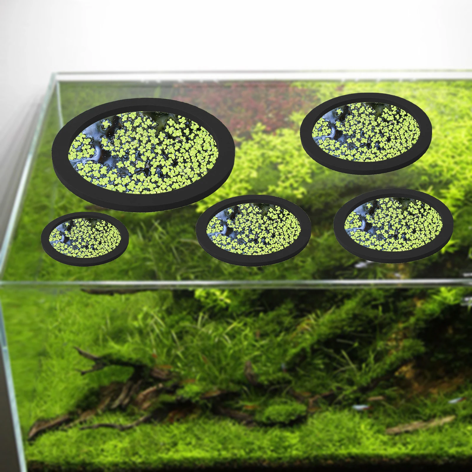 5 قطعة إيفا الأسماك تغذية حلقة - مراجعة Aquarium Planted Plants وسعره