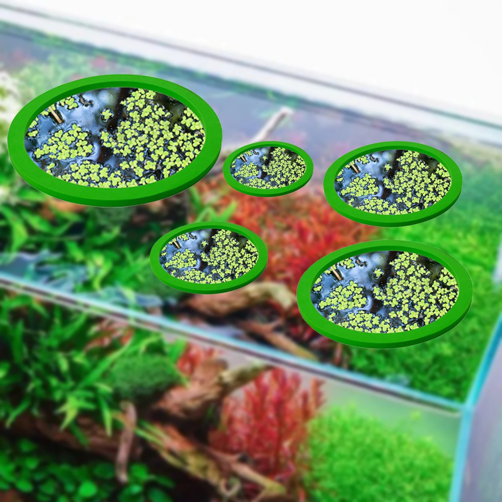 5 قطعة إيفا الأسماك تغذية حلقة - مراجعة Aquarium Planted Plants وسعره