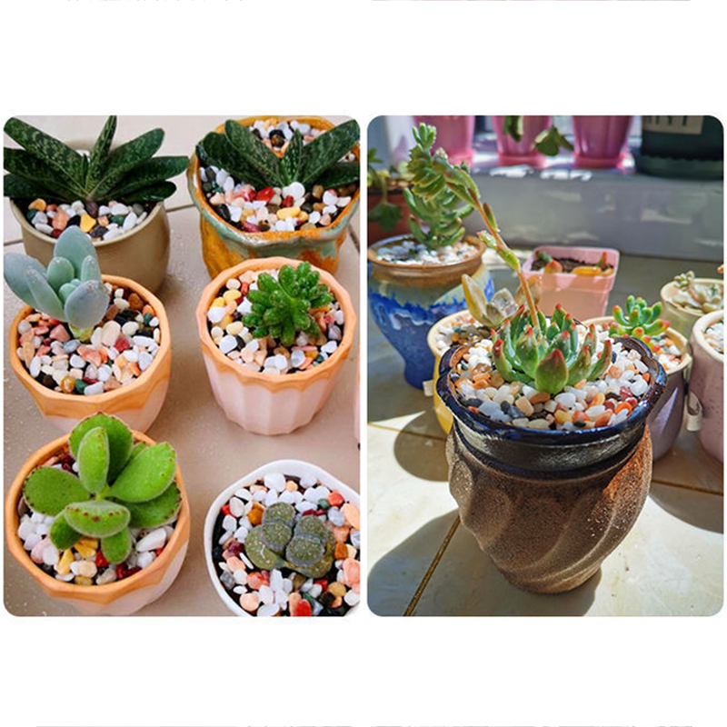 حصى طبيعي 200~1000 جرام لتزيين - مراجعة Planted Aquarium With Gravel وسعره