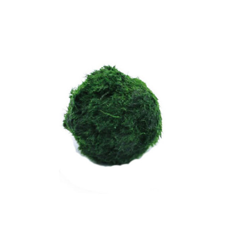 ماريمو كرات الطحلب حوض السمك ن - مراجعة Planted Aquarium Algae وسعره
