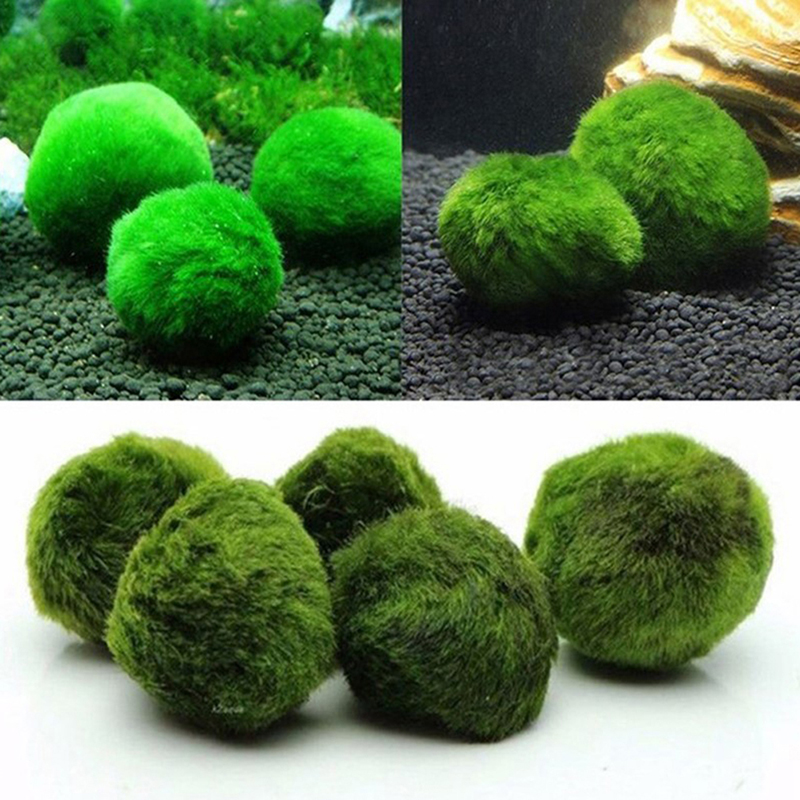 ماريمو كرات الطحلب حوض السمك ن - مراجعة Planted Aquarium Algae وسعره