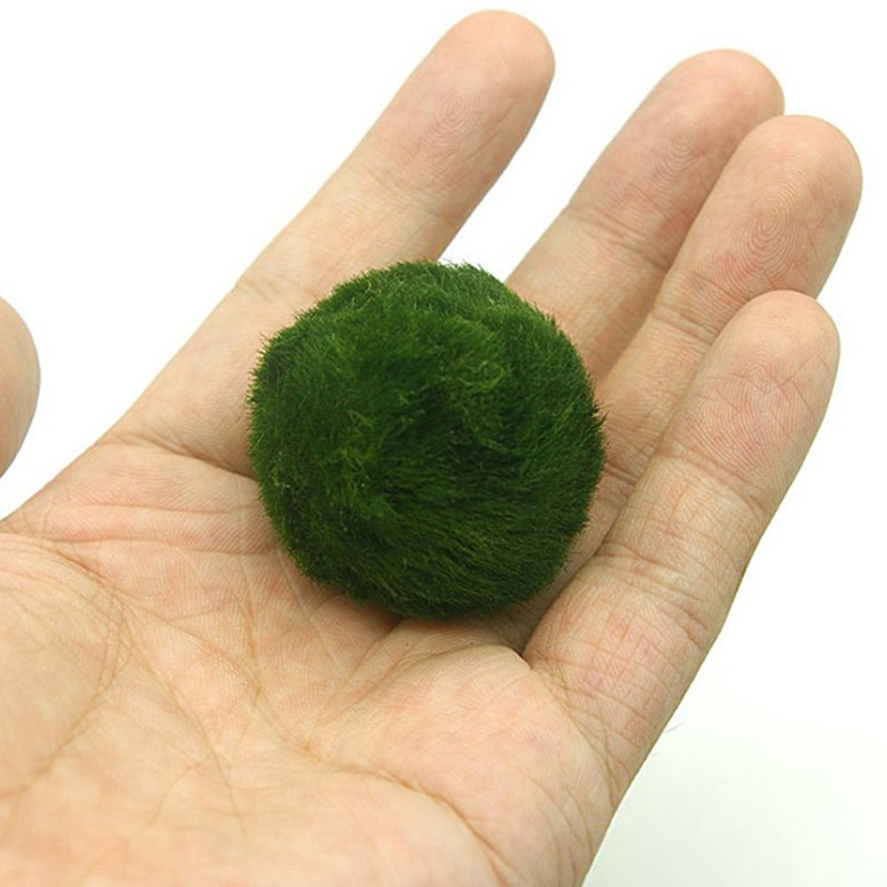 ماريمو كرات الطحلب حوض السمك ن - مراجعة Planted Aquarium Algae وسعره