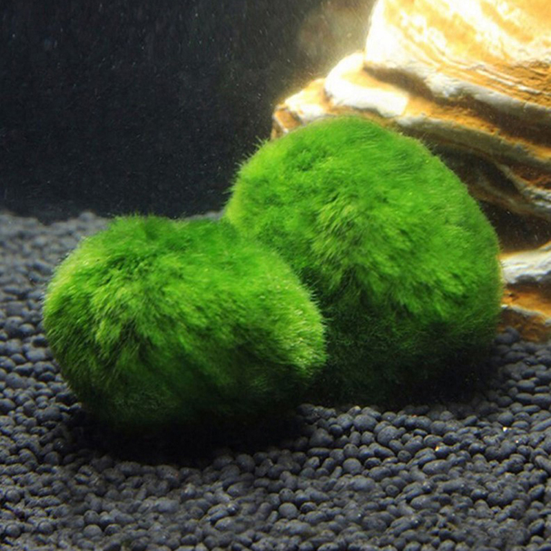 ماريمو كرات الطحلب حوض السمك ن - مراجعة Planted Aquarium Algae وسعره