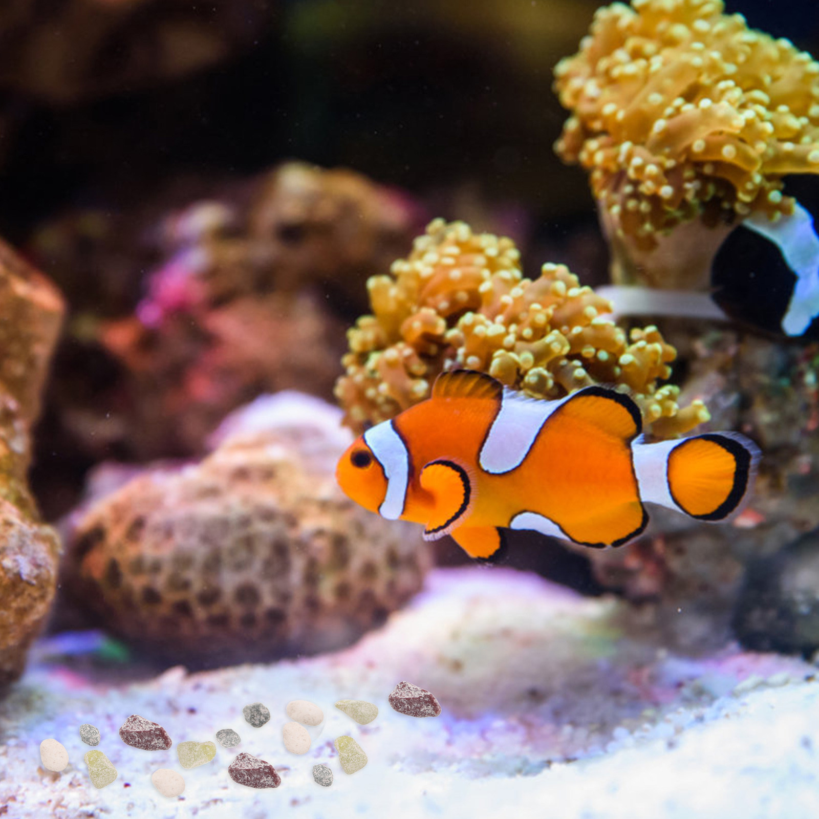 حصى أحواض السمك، أحجار طبيعية  - مراجعة Planted Aquarium With Gravel وسعره